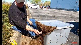 Honey Bees Swarm Local Ford Dealership