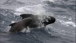 Facts The Pilot Whale
