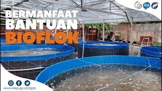 Bantuan Bioflok Lele Mulai dirasakan Manfaatnya