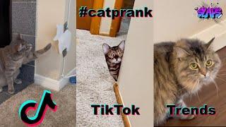 The fake cat prank is one of the funniest tiktok trend watch it now #catprank #tiktokcompilation