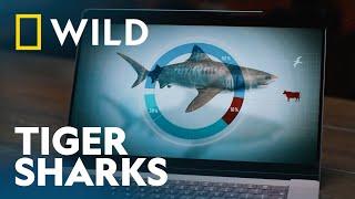 The Huge Tiger Sharks of Norfolk Island  Sharkfest  National Geographic WILD UK