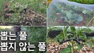 May-4 To Mow or Not to Mow?  Composting  Attracting Two Rows of Ocbal- Tomatoes  Radish Kimchi