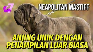 NEAPOLITAN MASTIFF RAS ANJING BESAR DAN PEMBERANI  EKOR7