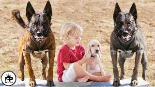 Only These Top 10 Dogs that Will Protect You No Matter What