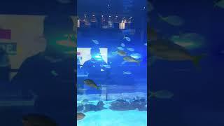 Dubai Aquarium #dubai #kztravel #dubai2023 #dubai4k