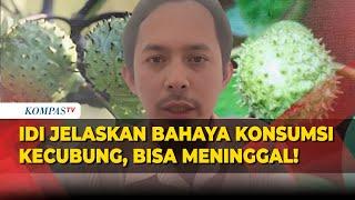 IDI Jelaskan Bahaya Konsumsi Kecubung Gejala hingga Pertolongan Pertama Jika Tertelan