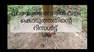 വാഴയുടെ വെരിന് വളം ചെയ്തതിന്റെ റിസൾട്ട്‌ vazha krishimalayalamagricultural life