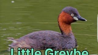 Little grebe bird call Little grebe sound #little#quali