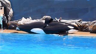 Kalia Corky and Ikaika during Orca Encounter at SeaWorld San Diego June 16 2024 at 12PM