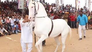 Horse Dancing At The Cattle Fair In Pushkar Rajasthan India  Amazing Horse Dance Competition