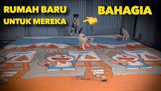 REVIEW RUMAH BARU UNTUK KUCING YATIM