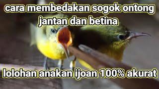 cara membedakan sogok ontong jantan dan betina lolohan anakan ijoan100% akurat #sogon #sogokontong