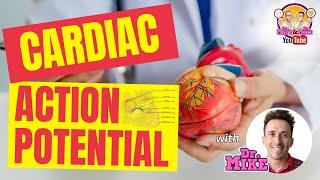 Cardiac Action Potentials