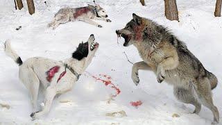 15 Chaotic Battles When Animals Rushes Into The Dogs Territory  dogfight