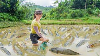 Harvesting Lots Fish In The Field Goes To Market Sell - Separate corn kernels and preserve