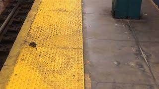 Chasing a Rat off a NYC Subway Platform & More Rats