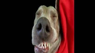 Dog Farts Dont Laugh that Shts not Funny