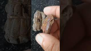 Cua Biển Hóa Thạch triệu năm - Đi Qua Bao nhiêu Thăng Trầm