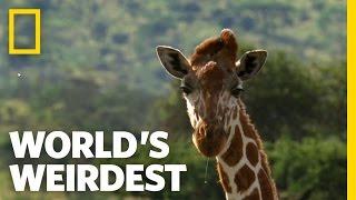 Giraffe Drool  Worlds Weirdest