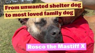 From Unwanted Shelter Dog to Most Loved Family Dog  Rosco the Mastiff X