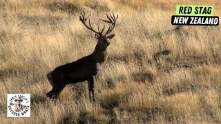 Awesome Hunt for Red Stag in New Zealand