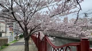 大岡川桜まつり2024.4.6横浜桜木町から白金人道橋まで歩くYokohama Ooka River famous sakura viewing spot