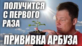 Прививка арбуза в приклад в расщеп и язычком крупно подробно а так же после прививочный уход