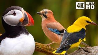 MOST AMAZING BIRDS OF EUROPE  BEAUTIFUL BIRD SONGS  PEACEFUL NATURE MELODIES  ENCHANTING BIRDS