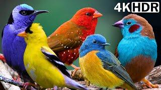 Nature Birds Sounds For Relaxing  Most Awesome Birds of the World  Stress Relief  No Music - HDR