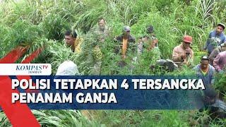 Pengembangan Kasus Ladang Ganja Terbesar di Jawa Timur