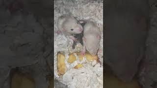 baby rats & baby squirrel learning how2eat