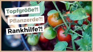 Die 11 wichtigsten Tipps für ertragreiche Balkon-Tomaten  Tomaten im Topf pflanzen