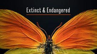 Extinct and Endangered Insects in Peril - Now Open