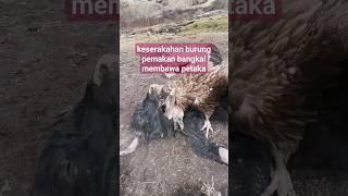 Keserakahan burung pemakan bangkai membawa petaka