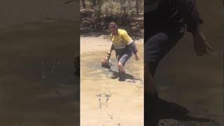 Stubborn Kangaroo Rescued From Sticky Mud  ViralHog