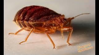 Как Избавиться от КЛОПОВ за 1 День how to get rid of bed bugs