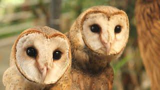 Eastern Barn Owls Sound  Eastern Barn Owls Sound Effects  Eastern Barn Owls Noises  No Music