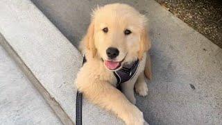 Cute Puppies Videos That You Just Cant Miss