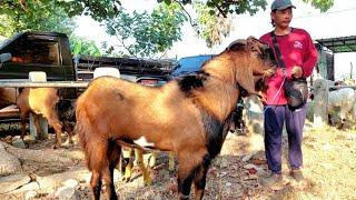 JRABANG SUPER HARGA SANGAT EKONOMIS PASAR KAMBING SUMOROTO