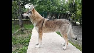 Czechoslovakian Wolfdog Vanya Lupi del Montale Photoshoot 2020