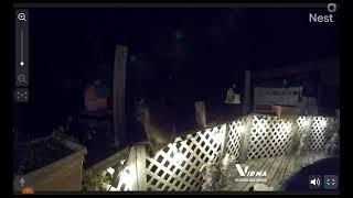 Raccoon Sneaking Up To Bird Feeders At 130am nest camera