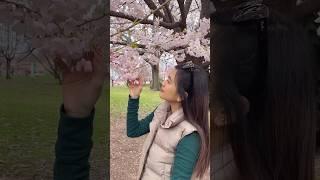 cherry blossoms   branch brook park
