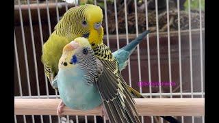 Budgies mating Turquoise and Jade the budgie 3