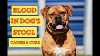 15 Facts About Blood In Dogs Stool You Must Know