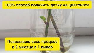 Как получить детку орхидеи на цветоносе  Показываю весь процесс за 2 месяца в одном видео