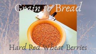 From Grain to Bread - Hard Red Wheat