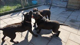 My 3 black XL american bully pitbulls seeing each other after months.