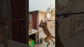 Monkey video viral  Monkey  badanr video #shortsfeed #bandar #funny #monckey