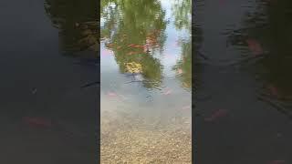 Snapping Turtle hanging out with Goldfish