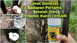 Sadapan Pertama Setelah Menggunakan Vitamin Karet VIKAR Hasilnya Membagogkan gess